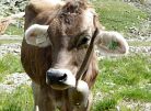 Alpen�berquerung E5 - Von Oberstdorf nach Meran