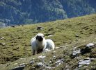 Mt. Blanc  Besteigung