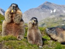 Murmeltiere, Alpenüberquerungreise