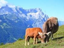 Allgäuer Kühe, Vorarlbergreise