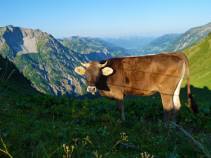 Allgäuer Kuh, Reise: Standortwanderwoche in Oberstdorf