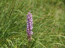 Orchideenblüte, Allgäureise Nr. 720360