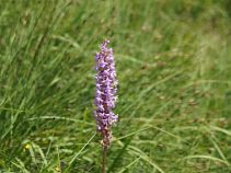 Orchideenblüte, 4-tägige geführte Wanderreise, Allgäu