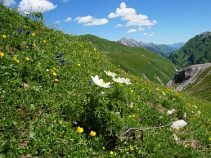 weiße Küchenschelle, Reise: Das Allgäu naturnah entdecken