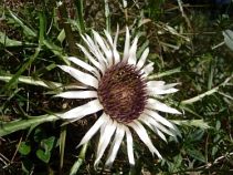 Silberdistel, 7-tägige geführte Trekkingtour, Tirol