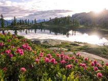 Alpenrose, Reise: Bildschöne Seen im Salzkammergut individuell mit Gepäcktransport