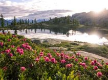 Alpenrose, Reise: Radreise Salzkammergut Seenrundfahrt individuell