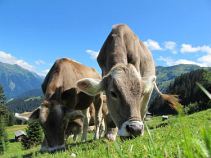 Kühe, 7-tägige geführte Alpenüberquerung, Alpenüberquerung