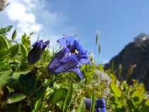 Enzian, Reise: Dachstein-Umrundung