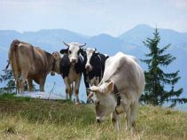 Kühe, Graubündenreise