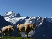 Kühe, 10-tägige geführte Trekkingtour mit Gepäcktransport, Wallis