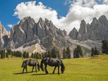 Pferde, 7-tägige geführte Alpenreise, Südtirol