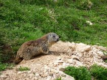 Murmeltier, Alpenüberquerungreise