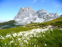 Wollgras, Graubündenreise