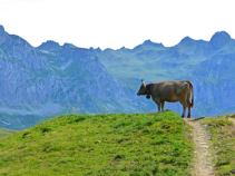 Kuh, 7-tägige geführte Alpenüberquerung mit Gepäcktransport, Alpenüberquerung