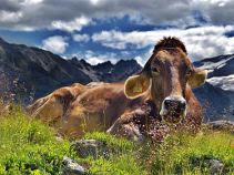 Kuh, Alpenüberquerungreise