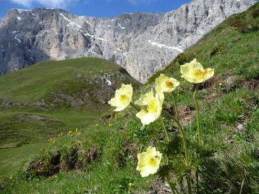 Küchenschelle, 4-tägige geführte Wanderreise, Allgäu