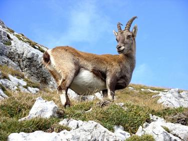 Steinbock, 7-tägige individuelle Alpenüberquerung mit Gepäcktransport, Alpenüberquerung