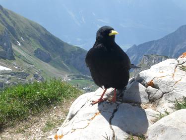 Alpendole Alpendole