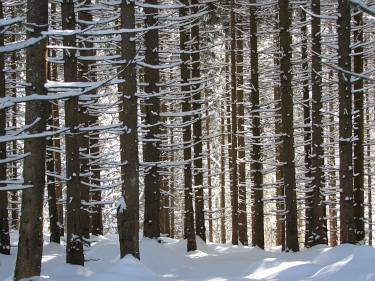 Winterwald