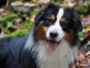 Wanderreise mit Hund
